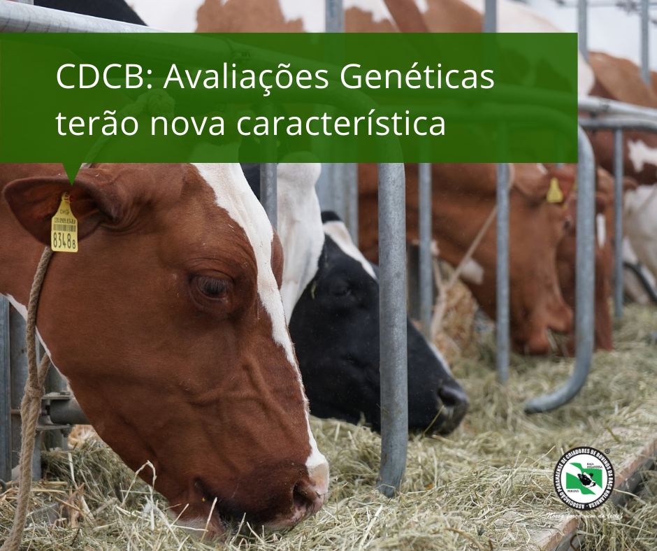 Avaliações Genéticas da Raça Holandesa terão nova característica